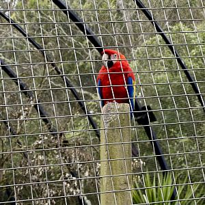 Scarlett macaw (Ara macao)