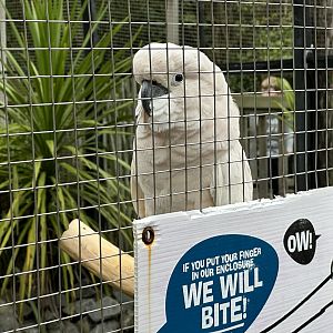 Salmon-crested cockatoo (Cacatua moluccensis)