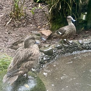 Family of Grey teal