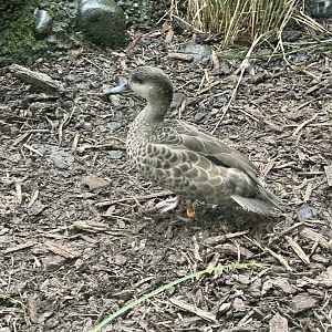Grey teal (Anas gracilis)