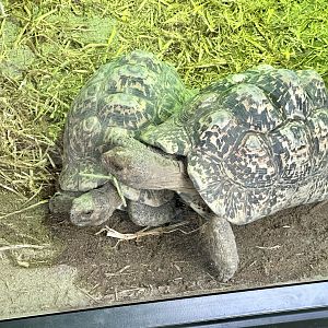Leopard tortoise (Stigmochelys pardalis)