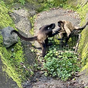 Spider monkeys (confrontation)