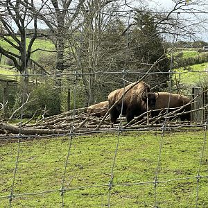Bison herd amongst fallen tree