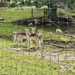 Fallow deer herd