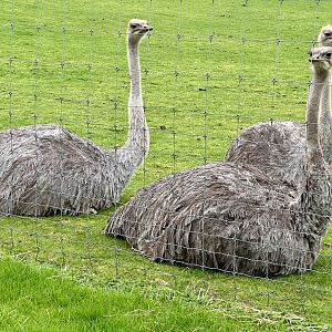 Ostriches (females)