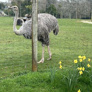 Ostrich (female)