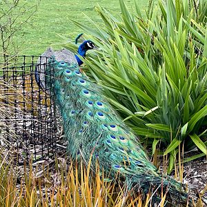 Indian peafowl (Pavo cristatus)