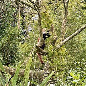 Nepalese red panda (eating bamboo)