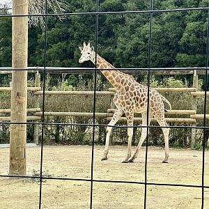 Jabali (two year old bull giraffe)