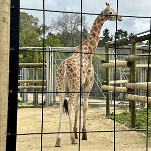 Jabali (two year old bull giraffe)