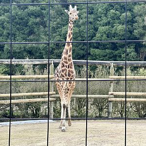 Dume (elderly bull giraffe)