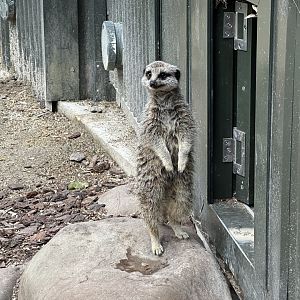 Slender-tailed meerkat (Suricata suricatta)