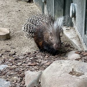 Cape porcupine (Hystrix africaeaustralis)
