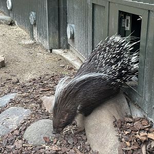 Cape porcupine (Hystrix africaeaustralis)