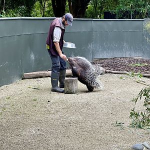 Keeper feeding Cape porcupine