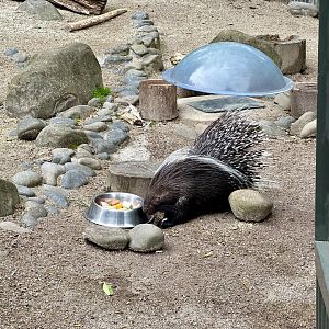 Cape porcupine (Hystrix africaeaustralis)