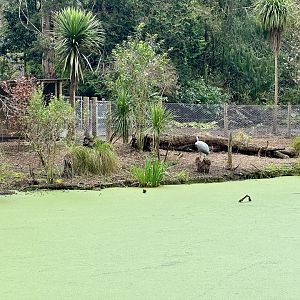 Brolga Exhibit (New)