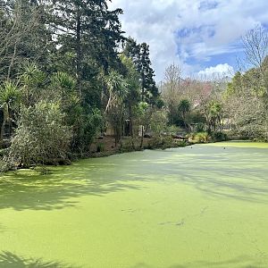 Brolga Exhibit (Across Lake)