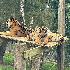 Sumatran tiger family