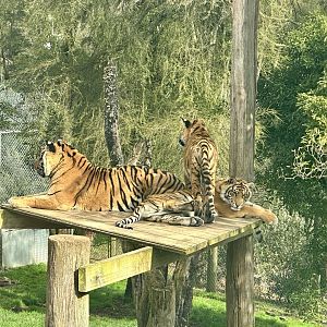 Sumatran tiger family