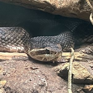 Cottonmouth
