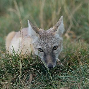 Corsac fox, Hamerton, UK