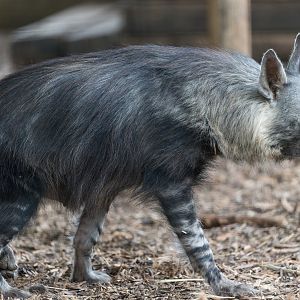 Brown Hyena, Hamerton, UK