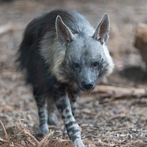 Brown Hyena, Hamerton, UK