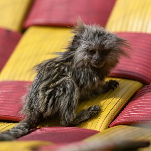 Infant Common Marmoset, Hamerton, UK