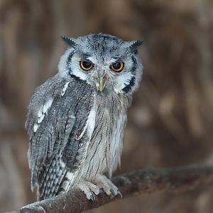 Northern white faced Scops Owl, Hamerton, UK