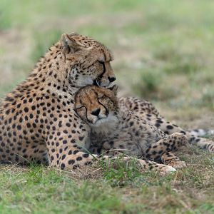 Cheetah and juvenile, Hamerton, UK