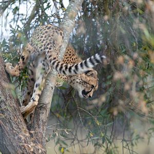 Juvenile Cheetah, Hamerton, UK