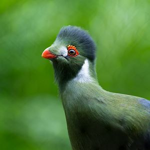 White Cheeked Turaco, Hamerton, UK