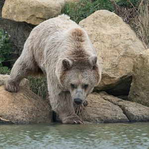 Syrian brown bear, Hamerton, UK