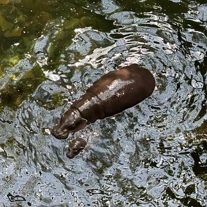 Baby Pygmy Hippo From Above