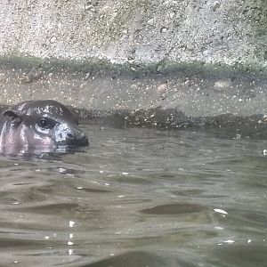 Baby  Pygmy Hippo From Underwater Viewing