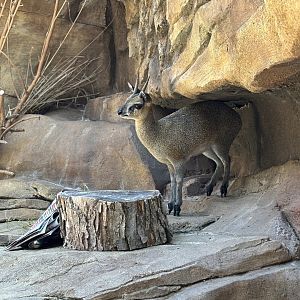 Klipspringer