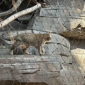African Wildcat