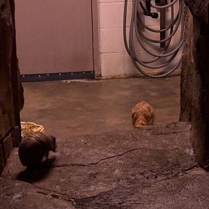 Armadillo and Springhass Escaping