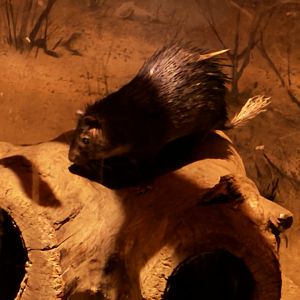 Brush Tailed Porcupine