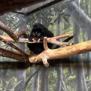 Blue Eyed Black Lemur