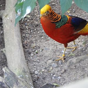 Golden pheasant