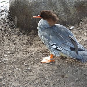 Scaly-sided merganser