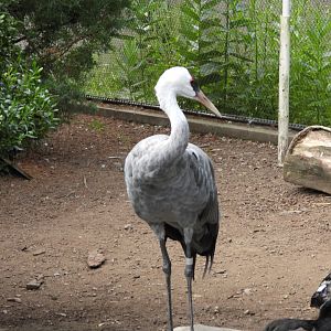 Hooded crane