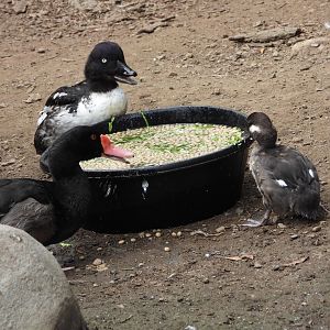 Rosy-billed pochard and Barrow's goldeneyes
