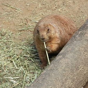 Black-tailed prairie dog
