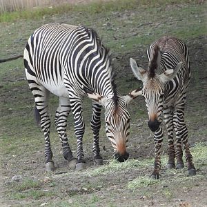 Hartmann's mountain zebras