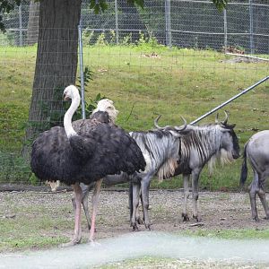 Ostrich and blue wildebeest
