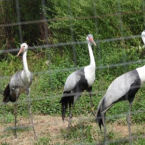 Wattled cranes
