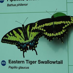 Giant swallowtail